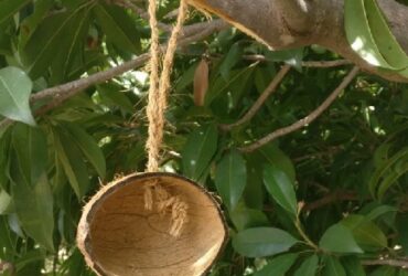 Coconut shells wholesale in Tuticorin