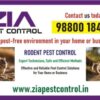 Rodent Pest Control | Specialised in Rodent control Upto 25% Off on  PG | 5041