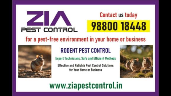 Rodent Pest Control | Specialised in Rodent control Upto 25% Off on  PG | 5041